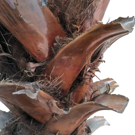 PHOENIX ROEBELENII PALM TREE 20596 Τεχνητό Διακοσμητικό Φυτό Φοινικόδεντρο Ρομπελίνι Εξωτερικού Χώρου IP68 UV Certified Protection Υ500cm - Τεχνητοι Φοινικες Sticky 2