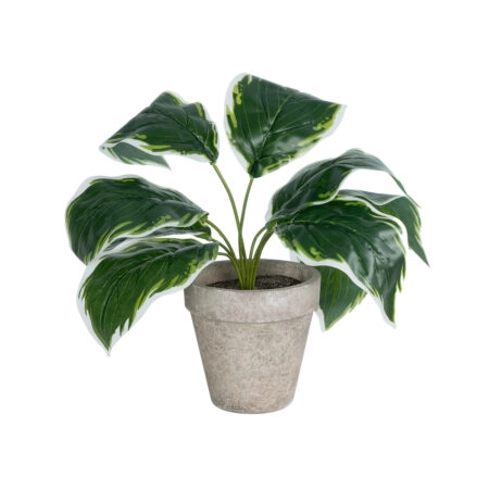 WHITE HOSTA PLANT 20900 Διακοσμητικό Φυτό Λευκή  Χόστα Φ45 x Υ40cm