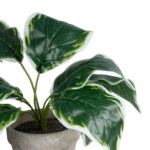 WHITE HOSTA PLANT 20900 Διακοσμητικό Φυτό Λευκή  Χόστα Φ45 x Υ40cm