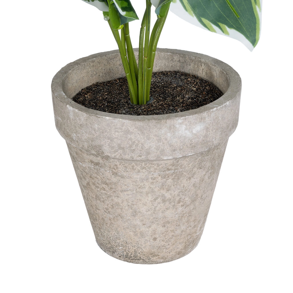 WHITE HOSTA PLANT 20900 Διακοσμητικό Φυτό Λευκή  Χόστα Φ45 x Υ40cm