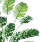 BANANA ZEBRA PLANT 20918 - Διακοσμητικό Φυτό Μπανανιά Ζέβρα Φ83 x Υ80cm