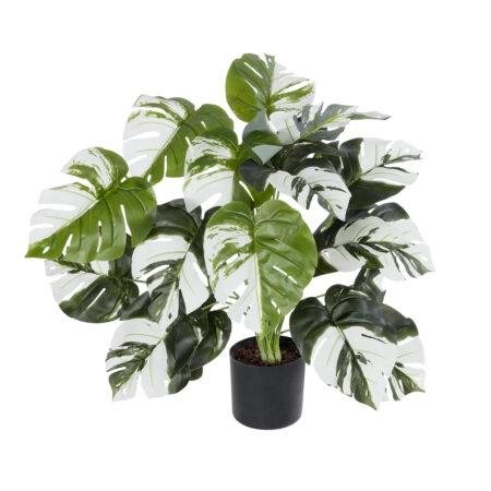 ALBINO MONSTERA PLANT 20925 - Διακοσμητικό Φυτό Λευκή Μονστέρα Φ70 x Υ75cm