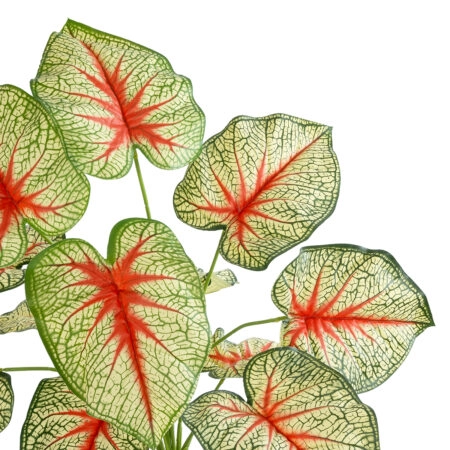 CALADIUM PLANT 20932 Διακοσμητικό Φυτό Καλάντιουμ Φ58 x Υ55cm - Τροπικα και Ιδιαιτερα Τεχνητα φυτα Sticky 1