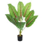 BLOOD BANANA PLANT 20944 - Διακοσμητικό Φυτό Αιματόφυλλη Μπανανιά Φ70 x Υ90cm