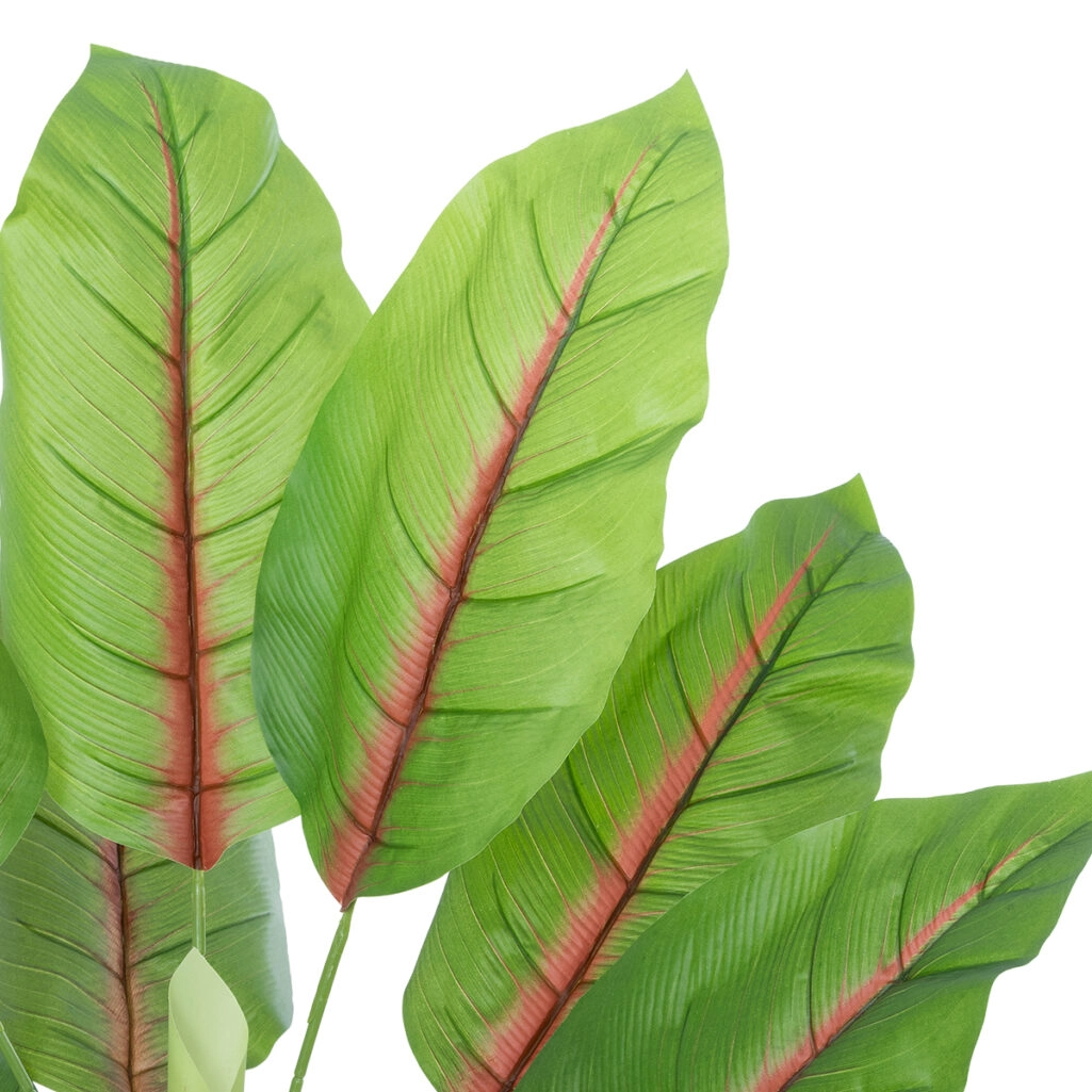 BLOOD BANANA PLANT 20944 - Διακοσμητικό Φυτό Αιματόφυλλη Μπανανιά Φ70 x Υ90cm