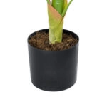 BLOOD BANANA PLANT 20944 - Διακοσμητικό Φυτό Αιματόφυλλη Μπανανιά Φ70 x Υ90cm