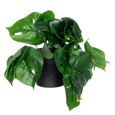 MONSTERA PLANT 20945 - Διακοσμητικό Φυτό Μονστέρα Φ40 x Υ33cm - Μικρα Φυτά και Παχύφυτα