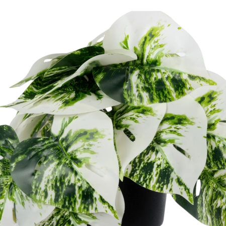 ALBINO MONSTERA PLANT 20946 - Διακοσμητικό Φυτό Μονστέρα Φ23 x Υ16cm - Μικρα Φυτά και Παχύφυτα Sticky 1