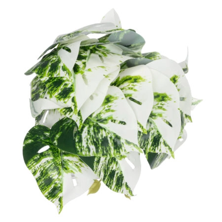 ALBINO MONSTERA PLANT 20946 - Διακοσμητικό Φυτό Μονστέρα Φ23 x Υ16cm - Μικρα Φυτά και Παχύφυτα Sticky 2