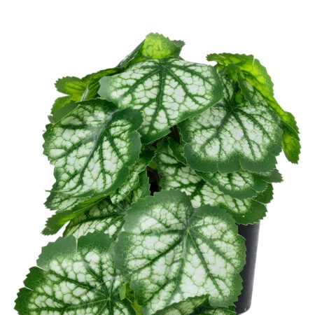 WHITE BEGONIA PLANT 20947 Διακοσμητικό Φυτό Λευκή Μπιγόνια Φ23 x Υ16cm - Μικρα Φυτά και Παχύφυτα Sticky 1