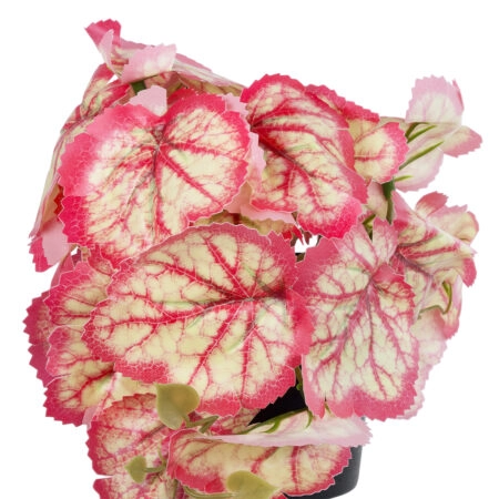 RED BEGONIA PLANT 20948 Διακοσμητικό Φυτό Κόκκινη Μπιγόνια Φ23 x Υ16cm - Μικρα Φυτά και Παχύφυτα Sticky 1