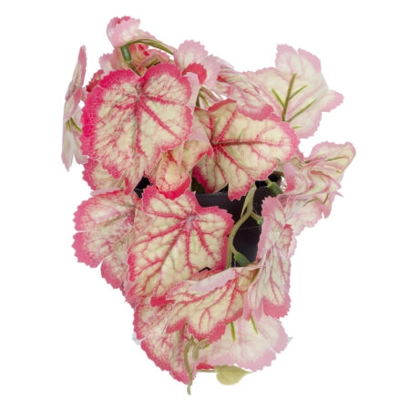 RED BEGONIA PLANT 20948 Διακοσμητικό Φυτό Κόκκινη Μπιγόνια Φ23 x Υ16cm - Μικρα Φυτά και Παχύφυτα Sticky 2