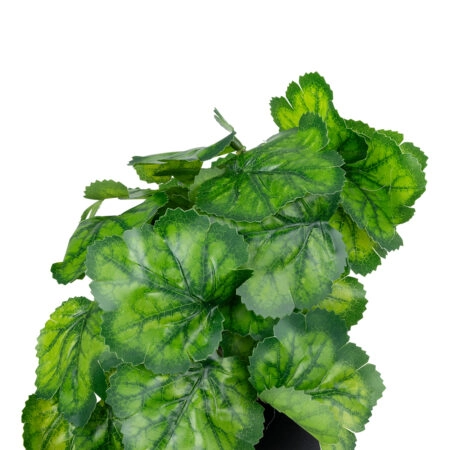 GREEN BEGONIA PLANT 20949 Διακοσμητικό Φυτό Πράσινη Μπιγόνια Φ23 x Υ16cm - Μικρα Φυτά και Παχύφυτα Sticky 1
