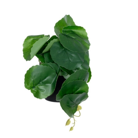 STRAWBERRY PLANT 20951 Διακοσμητικό Φυτό Φράουλα Φ23 x Υ16cm - Μικρα Φυτά και Παχύφυτα Sticky 2