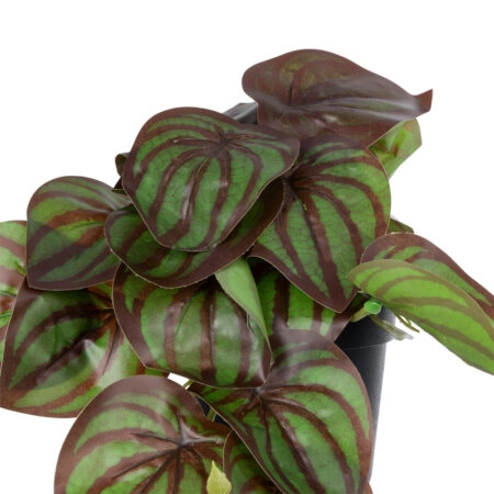 BROWN PEPEROMIA PLANT 20952 Διακοσμητικό Φυτό Καφέ Πεπερόμια Φ23 x Υ16cm - Μικρα Φυτά και Παχύφυτα Sticky 1
