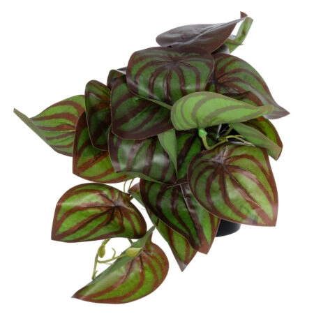 BROWN PEPEROMIA PLANT 20952 Διακοσμητικό Φυτό Καφέ Πεπερόμια Φ23 x Υ16cm - Μικρα Φυτά και Παχύφυτα Sticky 2