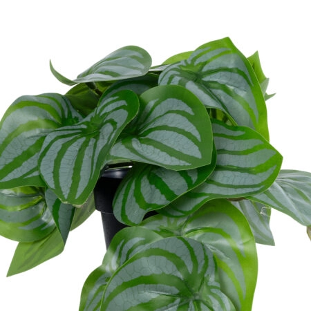 STRAWBERRY PLANT 20953 Διακοσμητικό Φυτό Φράουλα Φ23 x Υ16cm - Μικρα Φυτά και Παχύφυτα Sticky 1
