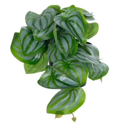 STRAWBERRY PLANT 20953 Διακοσμητικό Φυτό Φράουλα Φ23 x Υ16cm - Μικρα Φυτά και Παχύφυτα Sticky 2