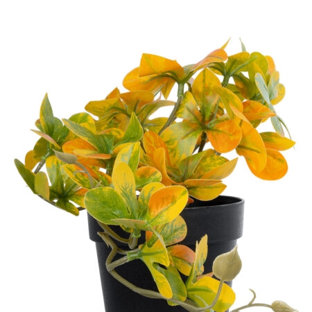 SCHEFFLERA MIX PLANT 20955 Διακοσμητικό Φυτό Σεφλέρα Φ20 x Υ18cm - Μικρα Φυτά και Παχύφυτα Sticky 1