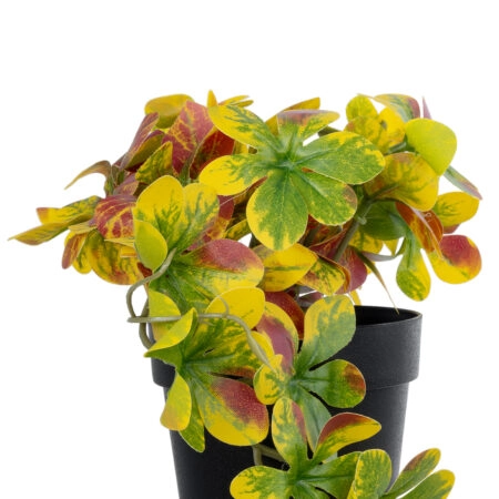 SCHEFFLERA MIX PLANT 20956 Διακοσμητικό Φυτό Σεφλέρα Φ20 x Υ18cm - Μικρα Φυτά και Παχύφυτα Sticky 1