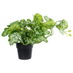 BEGONIA PLANT 20958 Διακοσμητικό Φυτό Βιγόνια Φ47 x Υ22cm