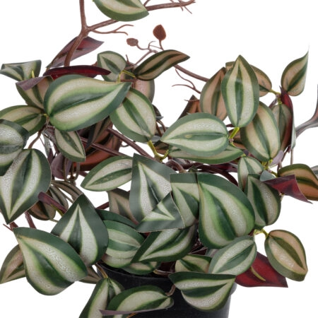 ZEBRINA PLANT 20961 Διακοσμητικό Φυτό Ζεμπρίνα Φ45 x Υ22cm - Μικρα Φυτά και Παχύφυτα Sticky 1