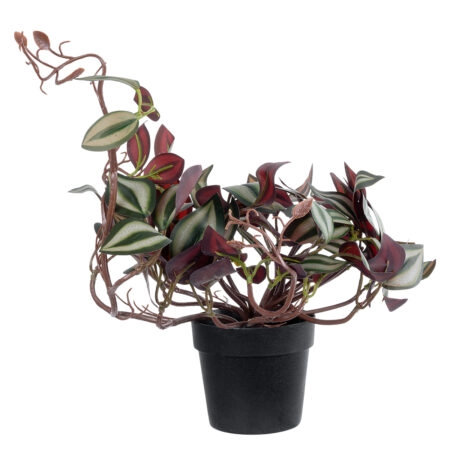 ZEBRINA PLANT 20961 Διακοσμητικό Φυτό Ζεμπρίνα Φ45 x Υ22cm - Μικρα Φυτά και Παχύφυτα Sticky 2