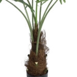 SERENOA PALM PLANT 20971 Διακοσμητικό Φυτό Φοίνικα Σερενόα Φ60 x Υ140cm