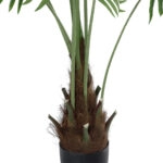 SERENOA PALM PLANT 20972 Διακοσμητικό Φυτό Φοίνικα Σερενόα Φ103 x Υ180cm
