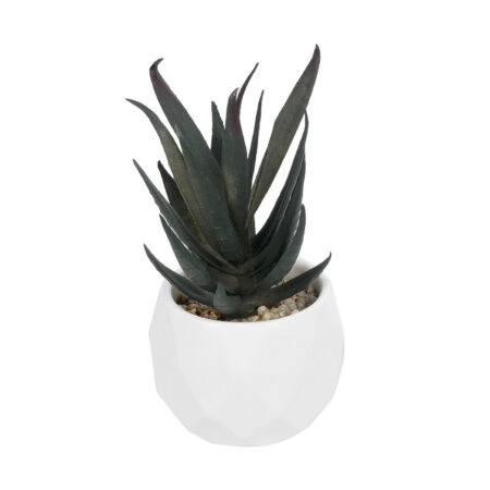 ΠΑΧΥΦΥΤΟ ALOE ΣΕ ΓΛΑΣΤΡΑΚΙ 20978 Διακοσμητικό Φυτό Αλόης Φ7 x Υ14cm