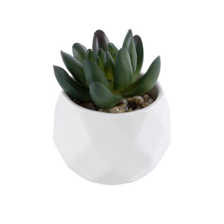 ΠΑΧΥΦΥΤΟ CRASSULA 20979 Διακοσμητικό Φυτό Παχύφυτο Κράσουλα Υ9cm