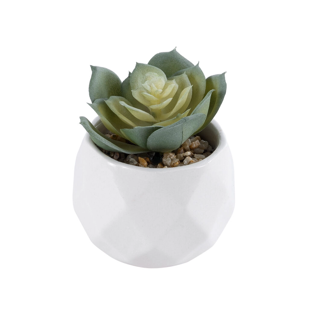 ΠΑΧΥΦΥΤΟ ECHEVERIA 20980 Διακοσμητικό Φυτό Παχύφυτο Εχεβέρια Υ7.5cm