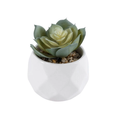 ΠΑΧΥΦΥΤΟ ECHEVERIA 20980 Διακοσμητικό Φυτό Παχύφυτο Εχεβέρια Υ7.5cm