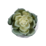 ΠΑΧΥΦΥΤΟ ECHEVERIA 20980 Διακοσμητικό Φυτό Παχύφυτο Εχεβέρια Υ7.5cm