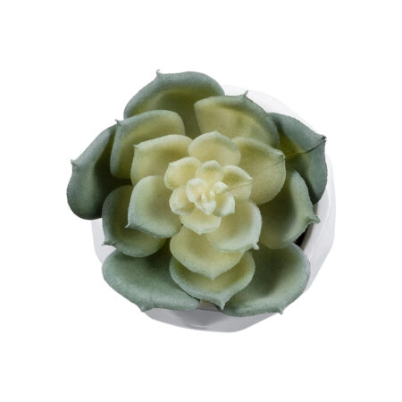 ΠΑΧΥΦΥΤΟ ECHEVERIA 20980 Διακοσμητικό Φυτό Παχύφυτο Εχεβέρια Υ7.5cm - Μικρα Φυτά και Παχύφυτα Sticky 1
