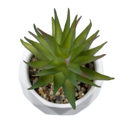 ΠΑΧΥΦΥΤΟ ALOE 20982 Διακοσμητικό Φυτό Παχύφυτο Αλόη Υ11cm - Μικρα Φυτά και Παχύφυτα Sticky 1