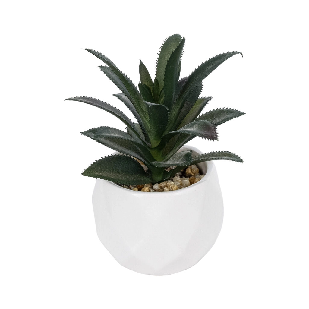 ΠΑΧΥΦΥΤΟ ALOE ΣΕ ΓΛΑΣΤΡΑΚΙ 20983 Διακοσμητικό Φυτό Αλόης Φ9 x Υ12cm
