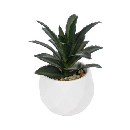 ΠΑΧΥΦΥΤΟ ALOE ΣΕ ΓΛΑΣΤΡΑΚΙ 20983 Διακοσμητικό Φυτό Αλόης Φ9 x Υ12cm