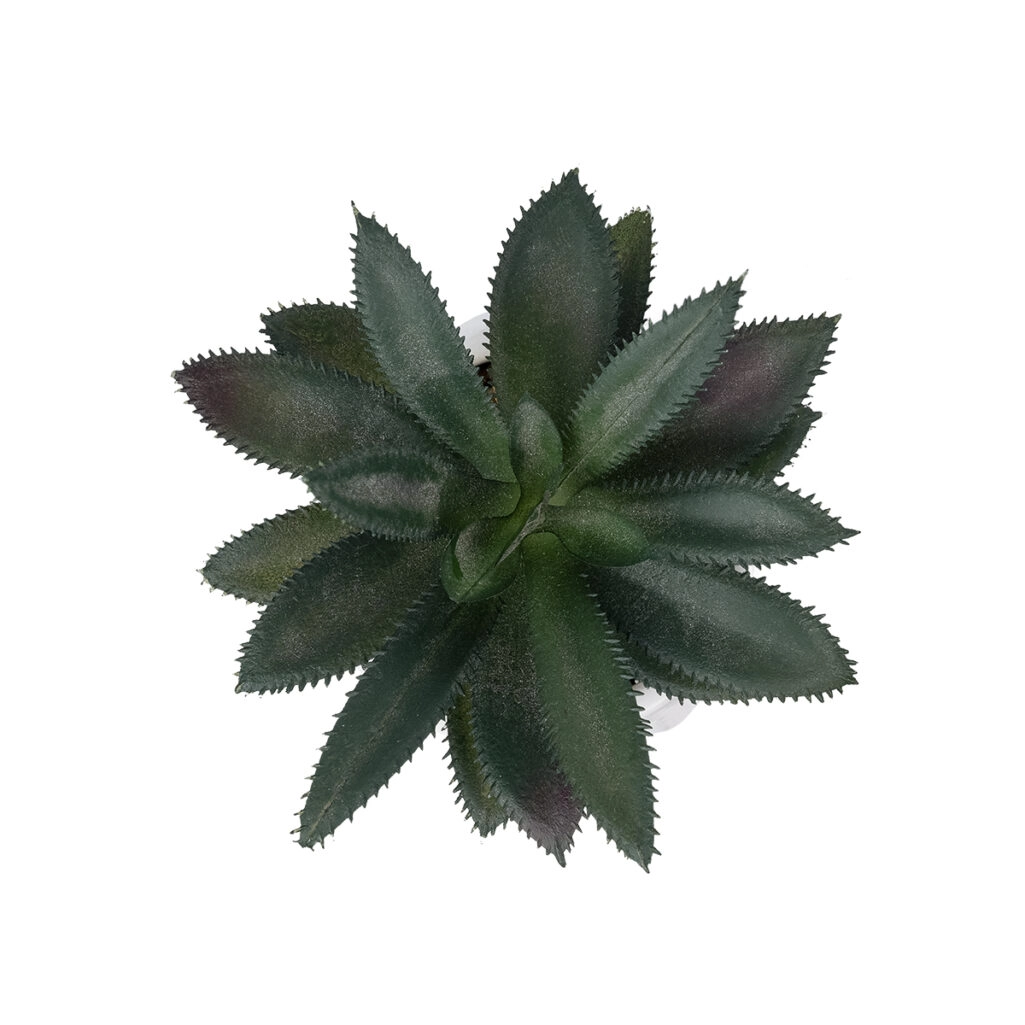 ΠΑΧΥΦΥΤΟ ALOE ΣΕ ΓΛΑΣΤΡΑΚΙ 20983 Διακοσμητικό Φυτό Αλόης Φ9 x Υ12cm