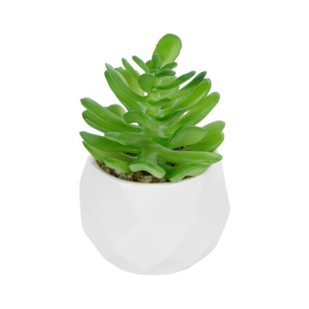 ΠΑΧΥΦΥΤΟ CRASSULA ΣΕ ΓΛΑΣΤΡΑΚΙ 20986 Διακοσμητικό Φυτό Κρασούλα Φ6 x Υ10cm