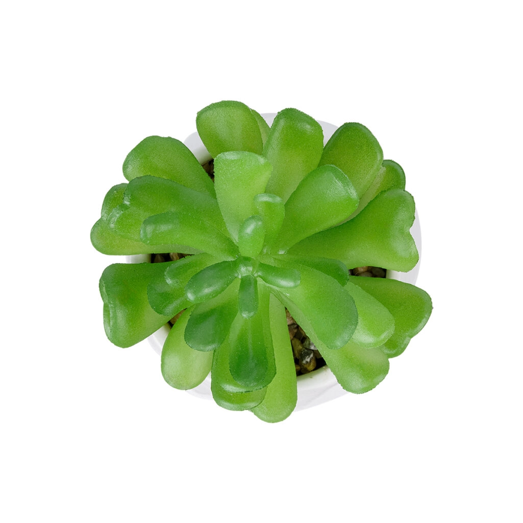 ΠΑΧΥΦΥΤΟ CRASSULA ΣΕ ΓΛΑΣΤΡΑΚΙ 20986 Διακοσμητικό Φυτό Κρασούλα Φ6 x Υ10cm