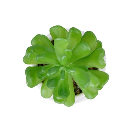 ΠΑΧΥΦΥΤΟ CRASSULA ΣΕ ΓΛΑΣΤΡΑΚΙ 20986 Διακοσμητικό Φυτό Κρασούλα Φ6 x Υ10cm - Μικρα Φυτά και Παχύφυτα Sticky 1