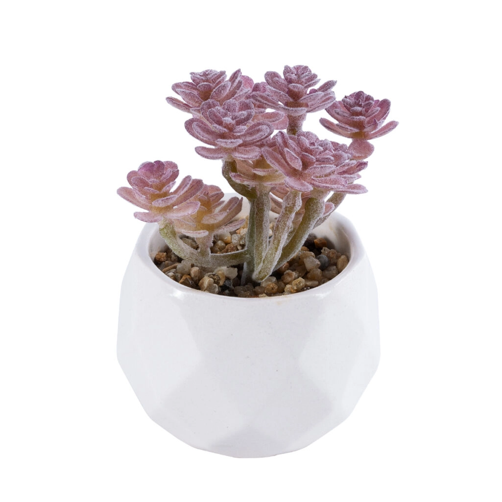 ΠΑΧΥΦΥΤΟ SEDUM 20988 Διακοσμητικό Φυτό Παχύφυτο Σέδο Υ10cm