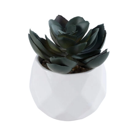 ΠΑΧΥΦΥΤΟ ECHEVERIA 20990 Διακοσμητικό Φυτό Παχύφυτο Εχεβέρια Υ8.5cm