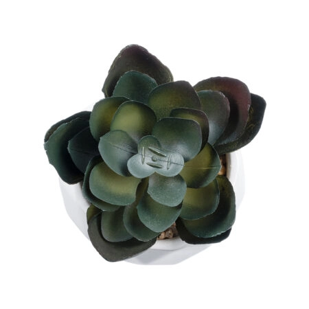 ΠΑΧΥΦΥΤΟ ECHEVERIA 20990 Διακοσμητικό Φυτό Παχύφυτο Εχεβέρια Υ8.5cm - Μικρα Φυτά και Παχύφυτα Sticky 1