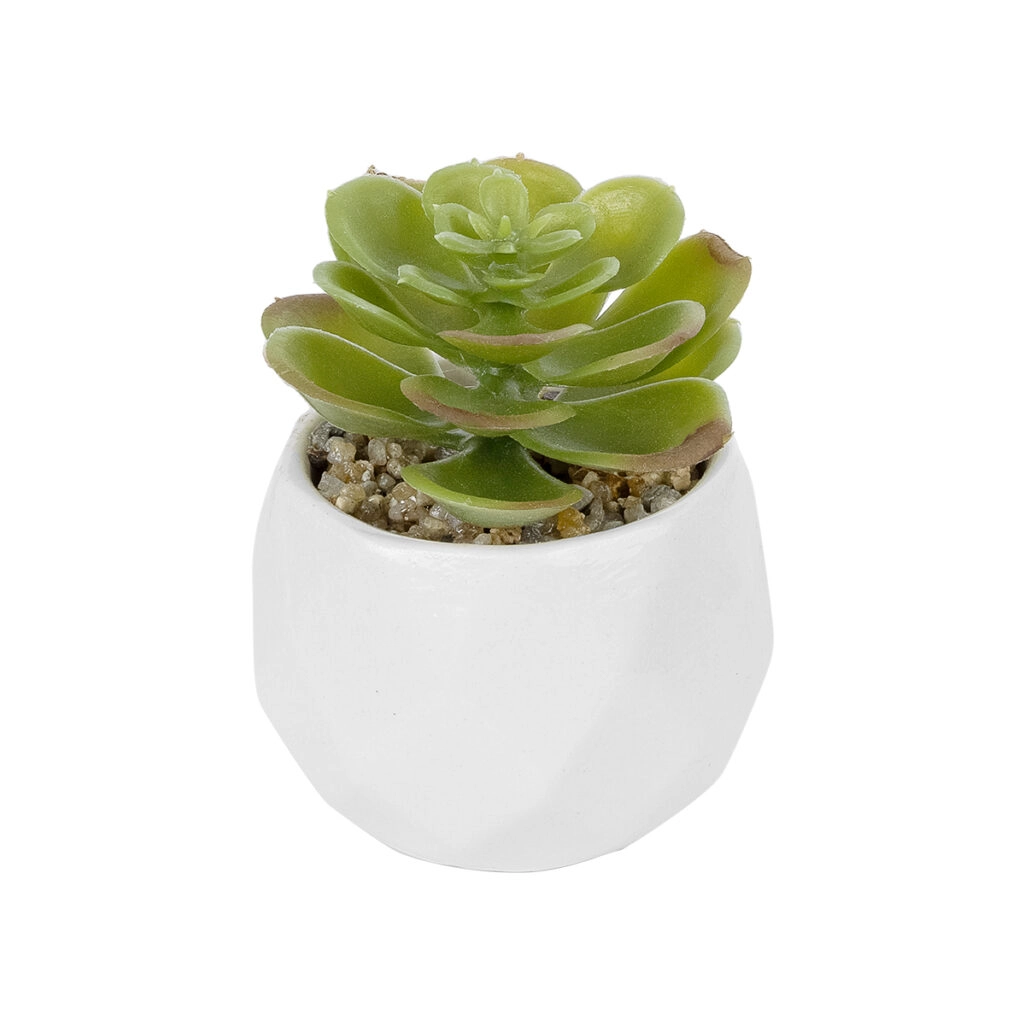 ΠΑΧΥΦΥΤΟ ECHEVERIA ΣΕ ΓΛΑΣΤΡΑΚΙ 20991 Διακοσμητικό Φυτό Εχεβέρια Φ6 x Υ8,5cm
