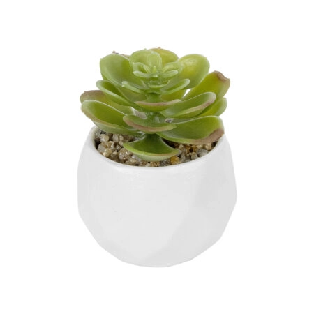 ΠΑΧΥΦΥΤΟ ECHEVERIA ΣΕ ΓΛΑΣΤΡΑΚΙ 20991 Διακοσμητικό Φυτό Εχεβέρια Φ6 x Υ8,5cm