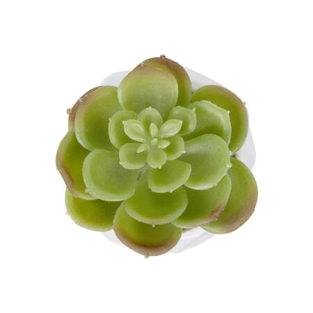 ΠΑΧΥΦΥΤΟ ECHEVERIA ΣΕ ΓΛΑΣΤΡΑΚΙ 20991 Διακοσμητικό Φυτό Εχεβέρια Φ6 x Υ8,5cm - Μικρα Φυτά και Παχύφυτα Sticky 1