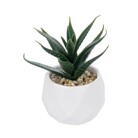 ΠΑΧΥΦΥΤΟ ALOE ΣΕ ΓΛΑΣΤΡΑΚΙ 20992 Διακοσμητικό Φυτό Αλόη Φ8 x Υ12cm