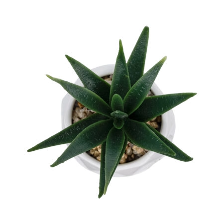 ΠΑΧΥΦΥΤΟ ALOE ΣΕ ΓΛΑΣΤΡΑΚΙ 20992 Διακοσμητικό Φυτό Αλόη Φ8 x Υ12cm - Μικρα Φυτά και Παχύφυτα Sticky 1